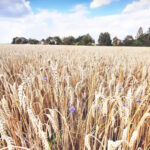 Ein reifes Weizenfeld erstreckt sich bis zum Horizont, wo Gebäude und Bäume vor einem blau-weißen Wolkenhimmel zu sehen sind. Goldene Weizenähren füllen den Vordergrund, dazwischen blühen vereinzelt lila Kornblumen. Das Bild zeigt beispielhaft die biologische Landwirtschaft mit ihrer Mischung aus Getreide und Wildblumen.
