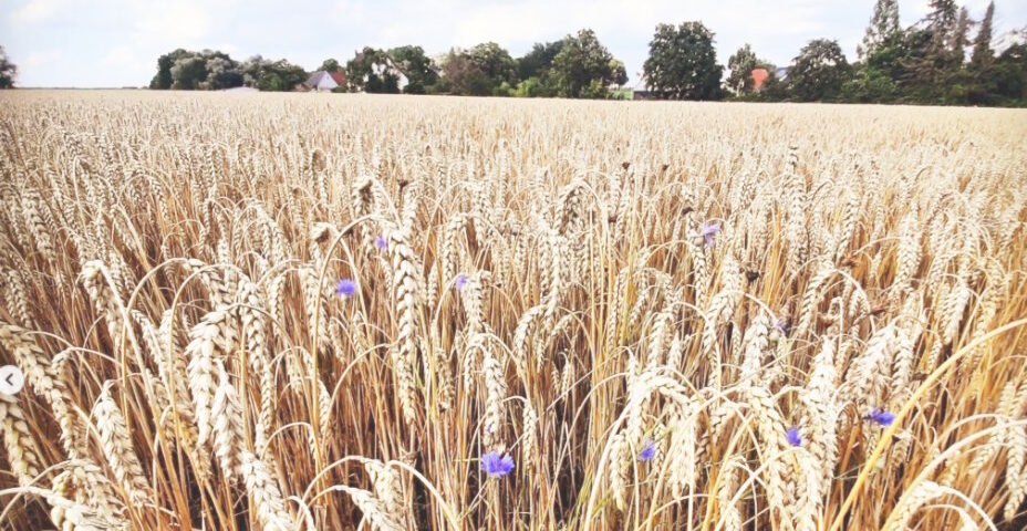 Ein reifes Weizenfeld erstreckt sich bis zum Horizont, wo Gebäude und Bäume vor einem blau-weißen Wolkenhimmel zu sehen sind. Goldene Weizenähren füllen den Vordergrund, dazwischen blühen vereinzelt lila Kornblumen. Das Bild zeigt beispielhaft die biologische Landwirtschaft mit ihrer Mischung aus Getreide und Wildblumen.