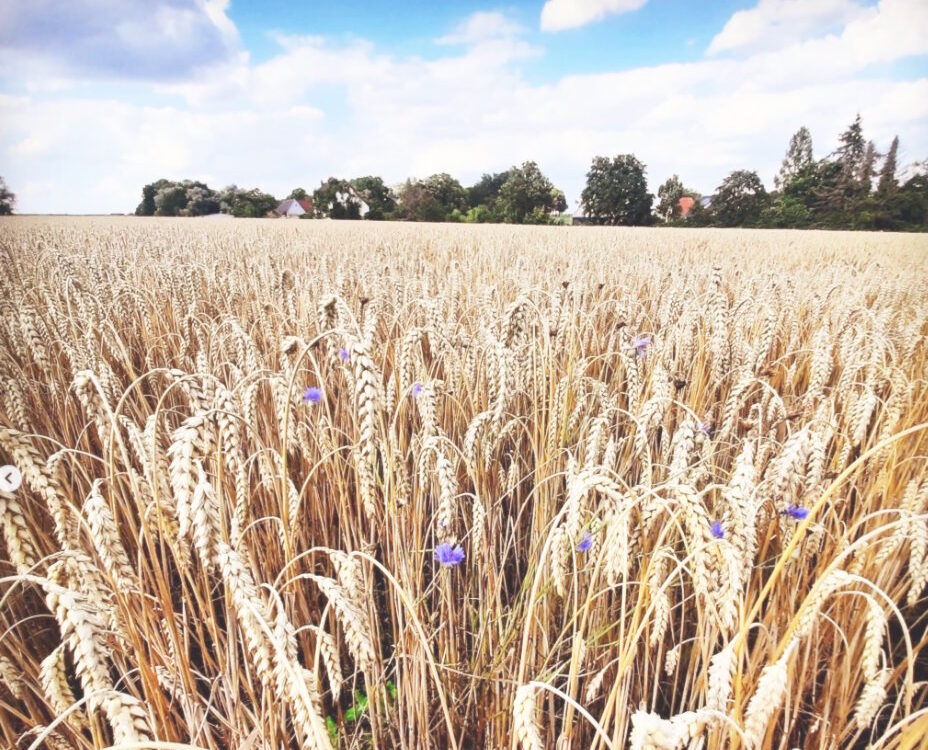 Ein reifes Weizenfeld erstreckt sich bis zum Horizont, wo Gebäude und Bäume vor einem blau-weißen Wolkenhimmel zu sehen sind. Goldene Weizenähren füllen den Vordergrund, dazwischen blühen vereinzelt lila Kornblumen. Das Bild zeigt beispielhaft die biologische Landwirtschaft mit ihrer Mischung aus Getreide und Wildblumen.