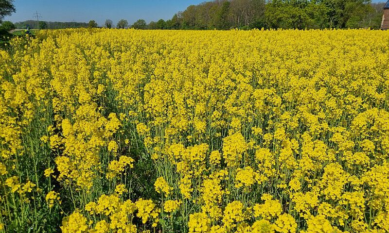 Weitwinkelaufnahme eines großen Rapsfeldes, das sich bis zum Horizont erstreckt. Die leuchtend gelben Blüten bilden einen starken Kontrast zum klaren blauen Himmel. Am Horizont ist eine Baumreihe zu sehen, und das Bild vermittelt einen Eindruck von der beeindruckenden Größe und Farbintensität eines blühenden Rapsfeldes.