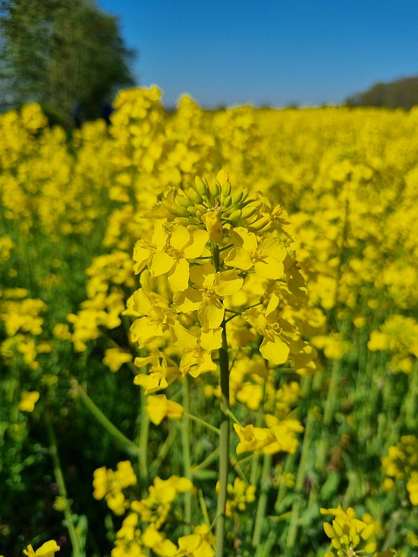 Nahaufnahme einer einzelnen Rapsblüte im Vordergrund mit unscharfen weiteren Rapsblüten im Hintergrund, die ein leuchtendes gelbes Feld bilden. Die Aufnahme zeigt deutlich die charakteristische Blütenstruktur des Rapses mit seinen vier gelben Blütenblättern. Im Hintergrund ist ein blauer Himmel und etwas Baumbestand zu erkennen.