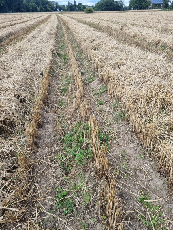 Abgeerntetes Roggenfeld in Dammkultur auf dem Biolandhof: Stroh und Stoppeln liegen auf den noch sichtbaren Dämmen, die Dammstruktur bleibt auch nach der Ernte erkennbar
