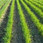 Bioland-Weizen in Dammkultur nach der mechanischen Beikrautregulierung: Vitale grüne Weizenpflanzen wachsen in gleichmäßigen Reihen auf den Dammkronen, dazwischen frisch gehackte lockere Erde in den Furchen