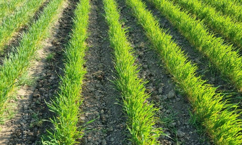 Bioland-Weizen in Dammkultur nach der mechanischen Beikrautregulierung: Vitale grüne Weizenpflanzen wachsen in gleichmäßigen Reihen auf den Dammkronen, dazwischen frisch gehackte lockere Erde in den Furchen